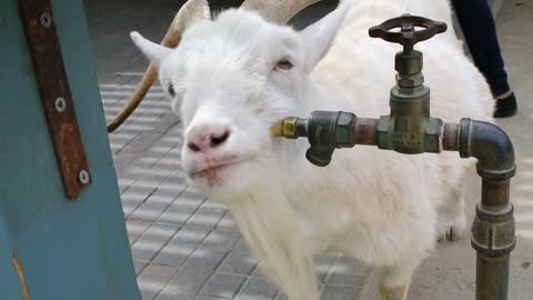 Clever goat scratches itchy face on faucet