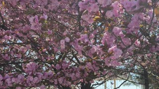 Cherry Blossom Trees