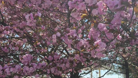 Cherry Blossom Trees