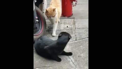 Funny Cats