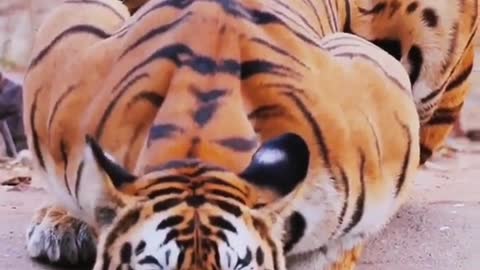 There is no tiger this body of sinew meat to conquer the tiger Siberian tiger