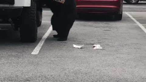 Bear Breaks into Car for a Snack in Hotel Parking Lot