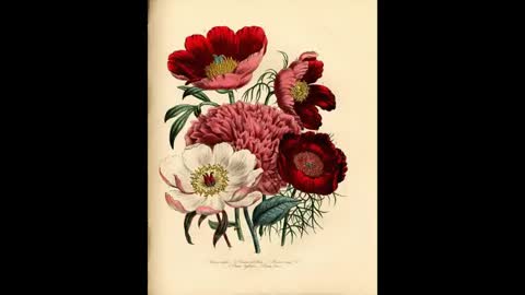 Flower Breeding 22 Peony Breeding and History