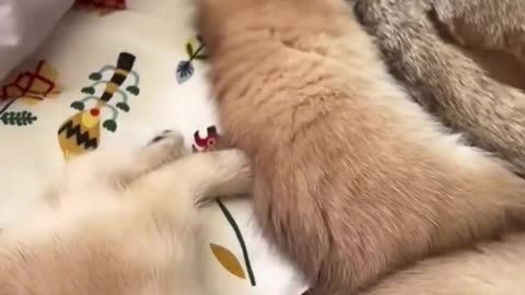 Discovering Adorable Newborn Kittens in Blanket