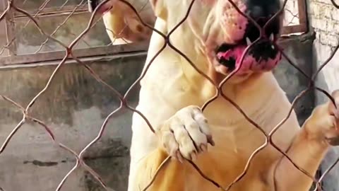 Very Aggressive Dogo Argentino dog