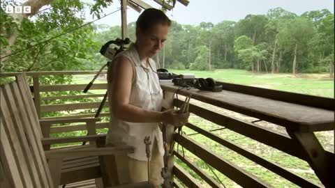 Lost Elephant Calf Cries Out For Mother Natural World Forest elephants BBC Earth