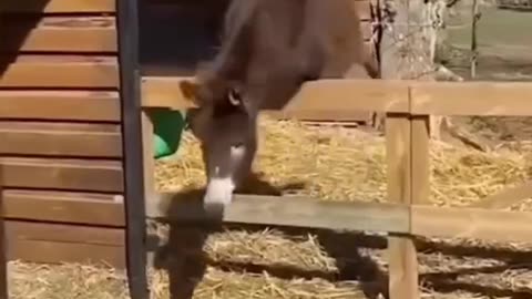 So funny animals 😀🤣