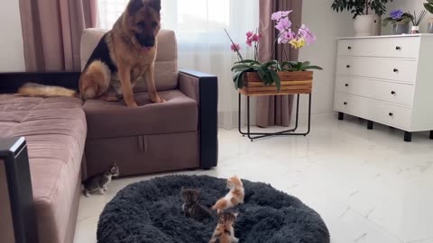 German Shepherd shocked by tiny kittens occupying his bed.