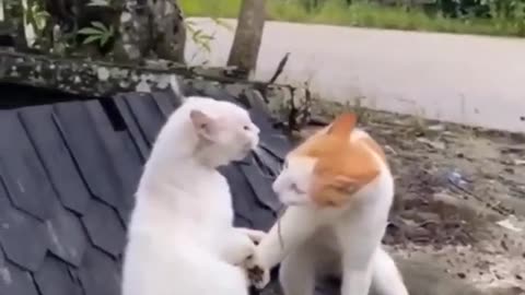 Claws and Laughter: A Hilarious Cat Brawl with Purr-sonality!😁🤣😃😁😁🤣😃