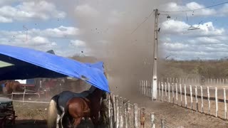 Twister Spooks Horses