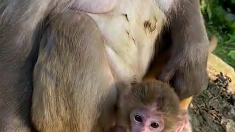 Cute Monkey China & Funny Love monkey| Animals Love #Short (331)