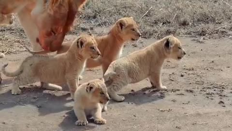 Bebés leon