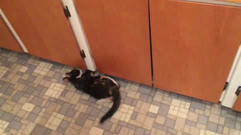Crazy kitten goes bonkers attacking nothing