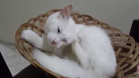 White Cat Scratching