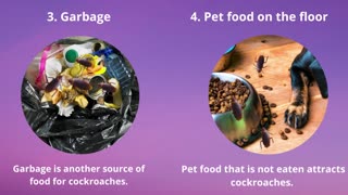 Cockroach Control in Bangalore