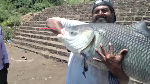 Catching Catla fish from river use traditional handline Method