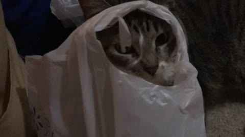 Kitty plays with plastic bag