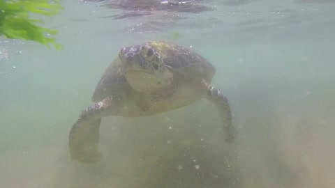 Slow motion of turtle being fed seaweed by local man to entertain tourists