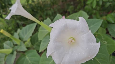 First Volunteer Blooms of the Season. Datura metel. 07/16/2024