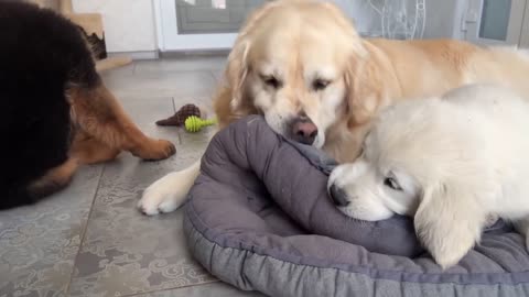 What do Puppies do when a Golden Retriever occupies their bed