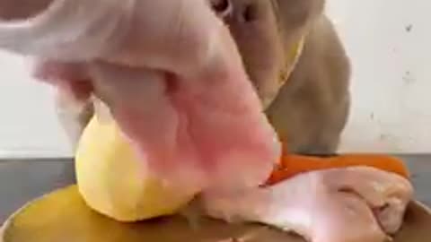 Funny Bully dog eating fresh meat and banana 🍌