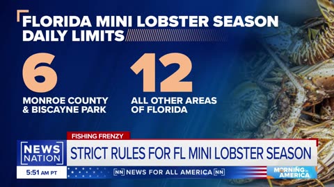 Lobstermen gear up for lobster miniseason in Florida | Morning in America