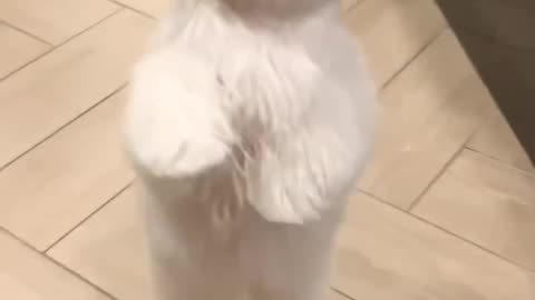 Cute dance of dog