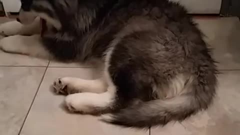 Husky Puppy Howling