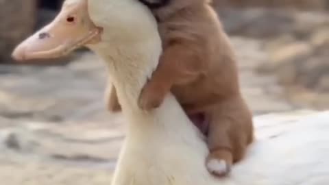 Duck and dog funny , lovely moments 🐈🐈🐈