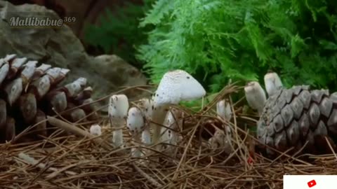 What is Fungus? How Does it Grows? The 3rd kingdom #PlanetEarth #Amazing #Scenery..