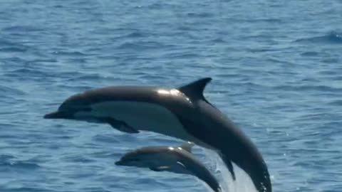 Baby dolphin sighting!!