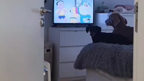 Dogs love watching movies،,dogs ,,movies ,funny movies,cool videos