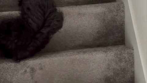 Adopting a Cat from a Shelter Vlog - Cute Precious Piper is a Stair Guard #shorts