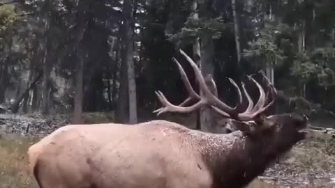 Have you ever heard the sound of a male "elk"?