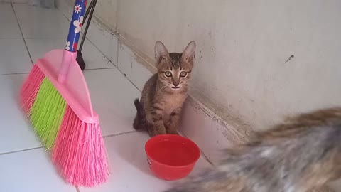 his name is the cute little cat bedul