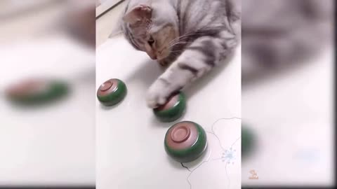 Funny cats Playing