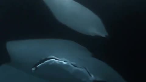 Orcas On The Hunt