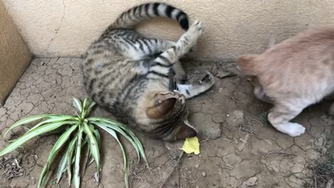 How cool it is to watch cats play with each other