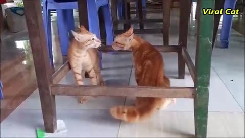 Cats fighting and meowing_____these two are bloody brother s !! Viral cat