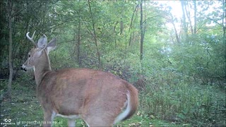 Backyard Trail Cams - Young Buck