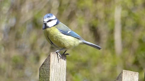 Blue tit bird singing
