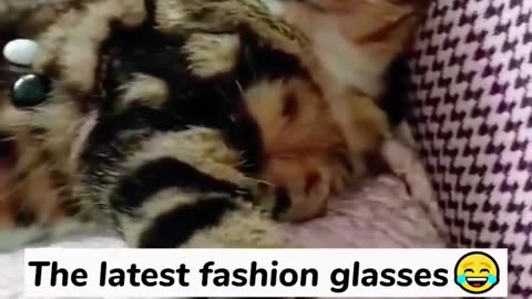 😸Why Are Cats So Funny And Cute😘 - Animals LOL Moments #funnyanimals #funnycats #shorts