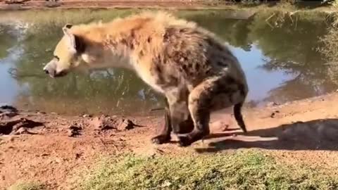 Fantastic Beasts in hyenas