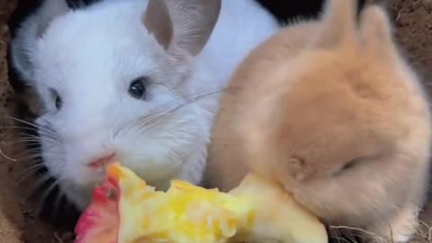 bunnies eating apple