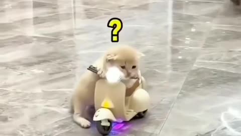 Funny cat riding a bike