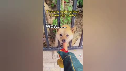 Get Your Daily Dose of Laughter with the Best Funny Animal Videos on the Web!