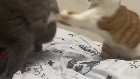 "Cats Just Wanna Have Fun: Funny Cat Videos to Make You Smile"