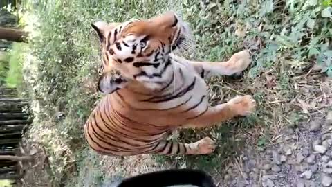 Tigress is my baby