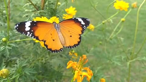 butterflies. They look very different from the larva. The caterpillar has a few tiny eyes, ...