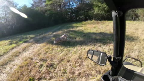 Running the Pasture with Loki